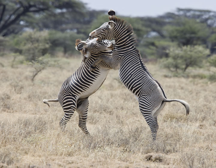 9 Days Majestic Kenya Safari