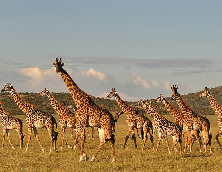 6 days Tanzania Safaris