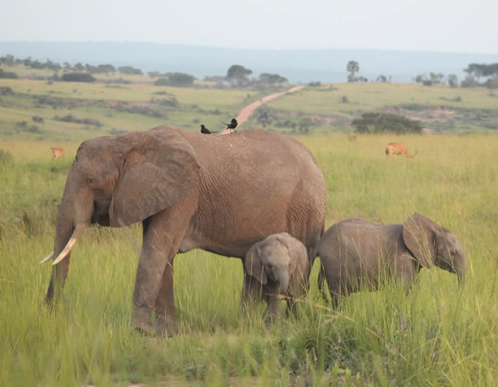 8 days uganda flying safari
