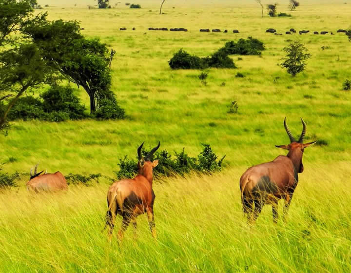 8 days uganda safari