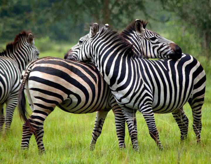 10 days uganda safari